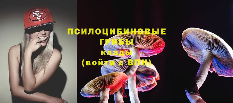 Псилоцибиновые грибы Psilocybe  Морозовск 